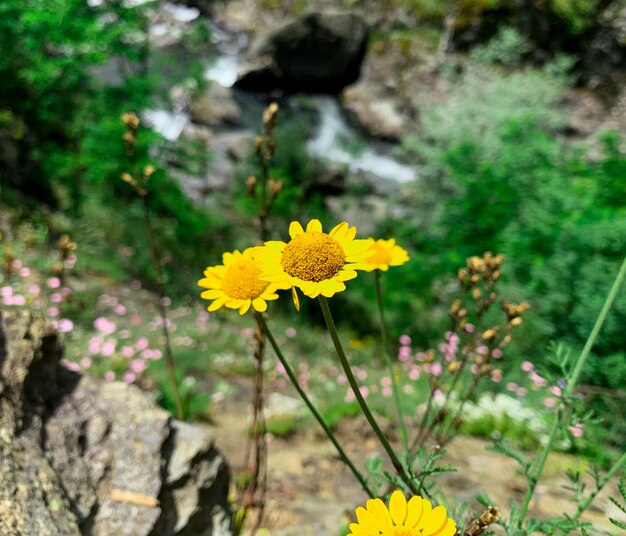 Un gruppo di fiori gialli con una cascata sullo sfondo