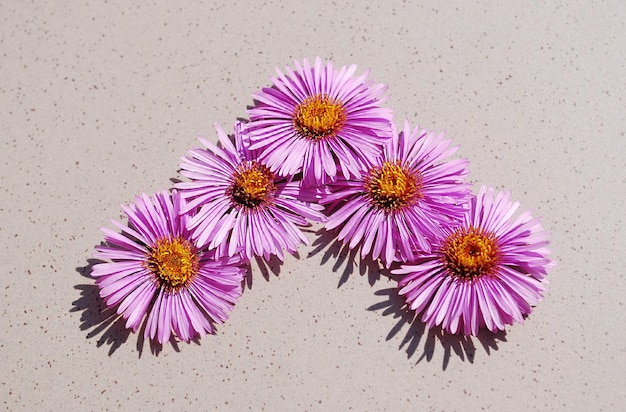 Un gruppo di fiori viola su una superficie di cemento