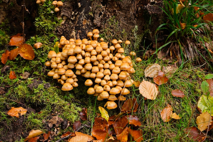 Foto un gruppo di funghi kuehneromyces mutabilis su un ceppo nella foresta autunnale dopo la pioggia