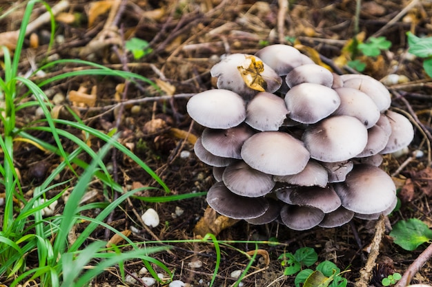 Un gruppo di funghi nella foresta