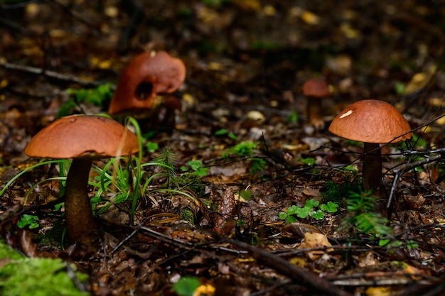 Un gruppo di funghi porcini tra foglie e muschio nella foresta autunnale silenziosa caccia ai funghi