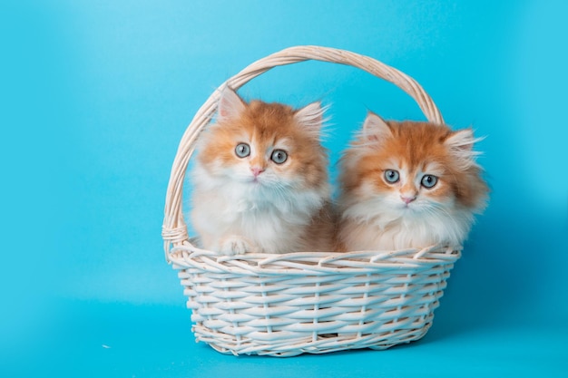Un gruppo di gattini soffici in un cestino su sfondo blu