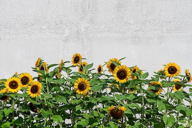 Un gruppo di girasoli luminosi in una giornata di sole con uno sfondo di cemento grigio. Copia spazio.