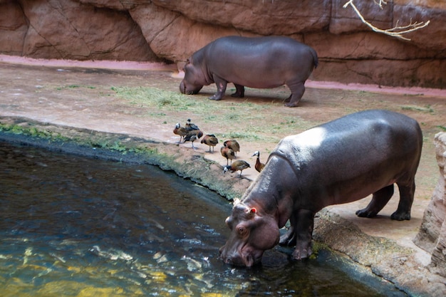 Un gruppo di Hippopotamus amphibius o ippopotamo comune nel Luangwa meridionale. Foto di alta qualità