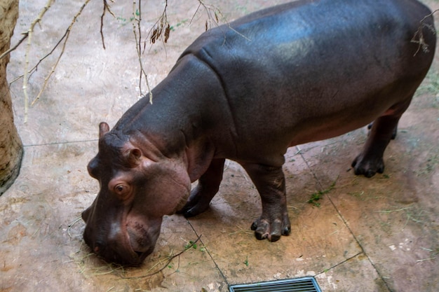 Un gruppo di Hippopotamus amphibius o ippopotamo comune nel Luangwa meridionale. Foto di alta qualità
