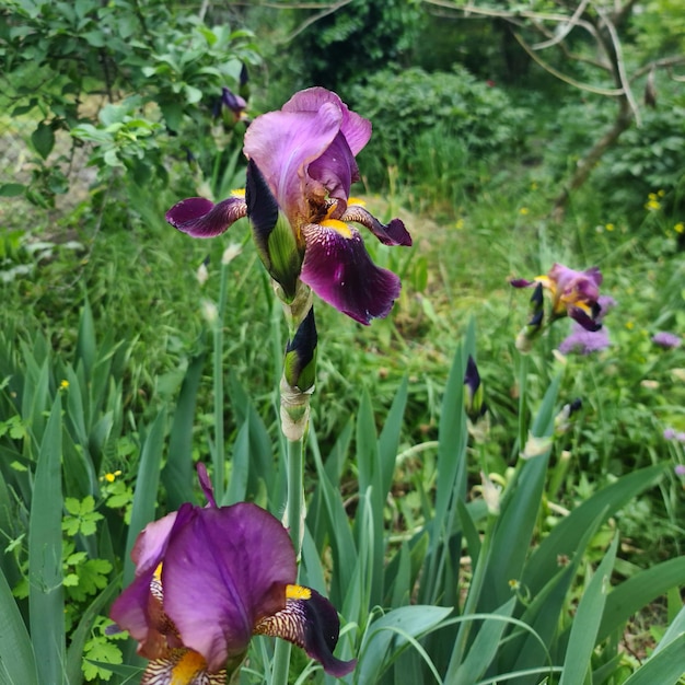 Un gruppo di iris viola è in un giardino.