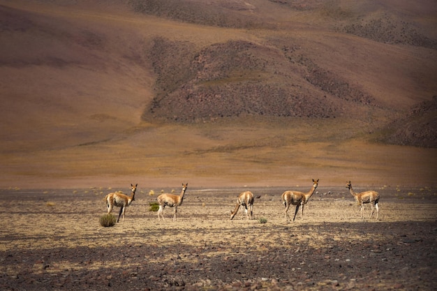 Un gruppo di lama nell'Altiplano Bolivia