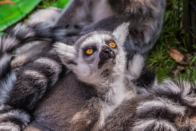 Un gruppo di lemuri sta riposando uno guarda in alto