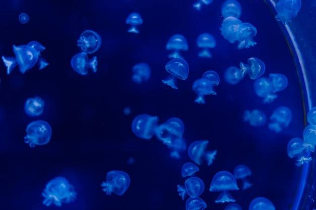 Un gruppo di meduse azzurre che nuotano in un'acqua