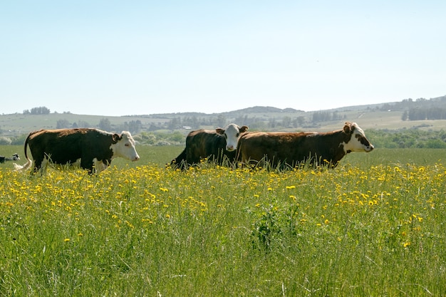 Un gruppo di mucche in una fattoria.