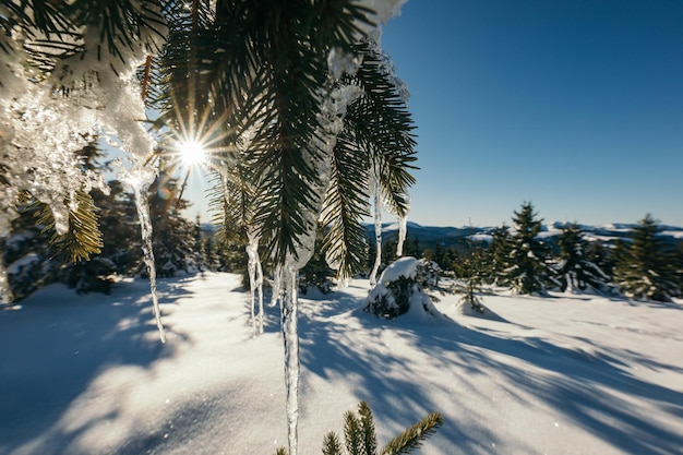 Un gruppo di palme sul lato di un pendio innevato