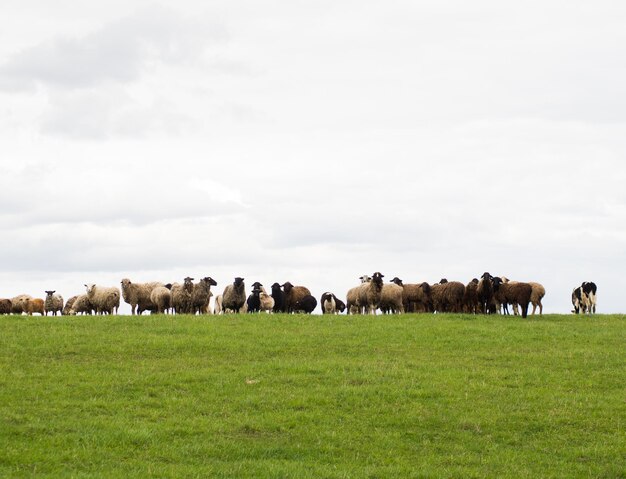 Un gruppo di pecore bianche e nere pascola su un prato verde bestiame e concetto di allevamento