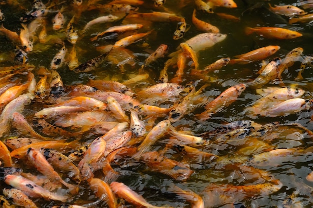 Un gruppo di pesci in uno stagno, uno dei quali è chiamato il pesce.