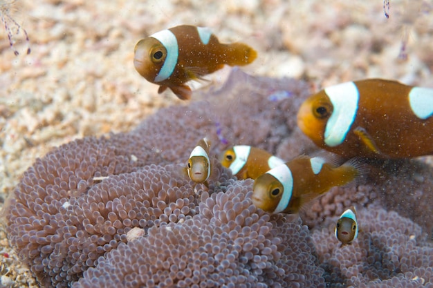Un gruppo di pesci pagliaccio ti guarda a Cebu nelle Filippine
