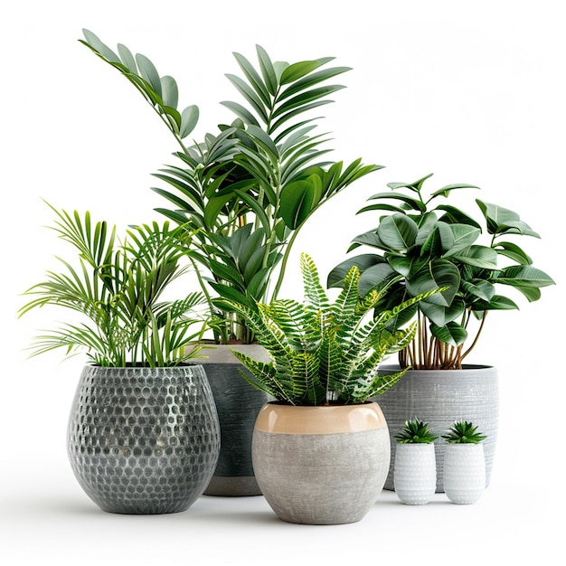 un gruppo di piante in vaso in ceramica su sfondo bianco