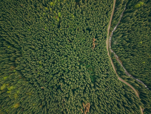 Un gruppo di piante verdi