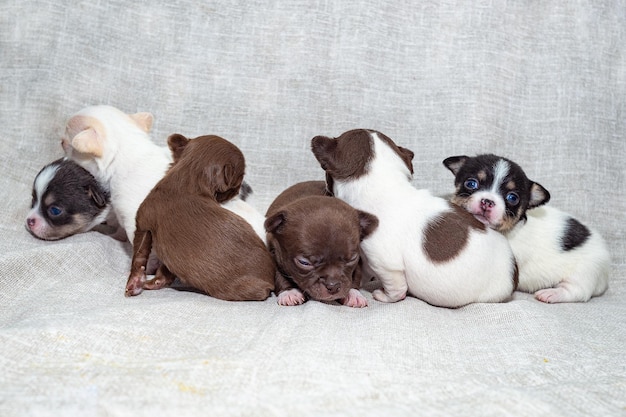 Un gruppo di piccoli cuccioli di Chihuahua su uno sfondo chiaro