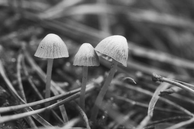 Un gruppo di piccoli funghi in filigrana presi in bianco e nero sul suolo della foresta