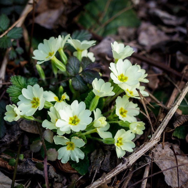 Un gruppo di Primula Acaulis Acaulis spontanea in una foresta in primavera.