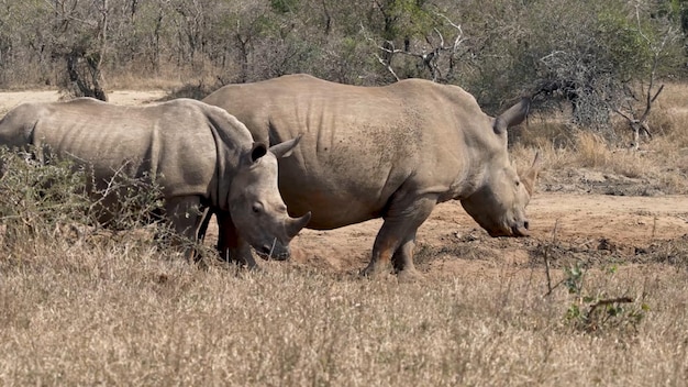 Un gruppo di rinoceronti bianchi cammina nell'erba.