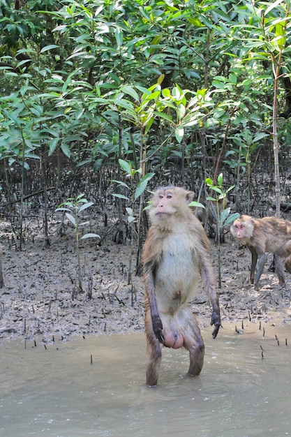 Un gruppo di scimmie macaco Toque aspetta di nutrire l'area della foresta di mangrovie in Thailandia