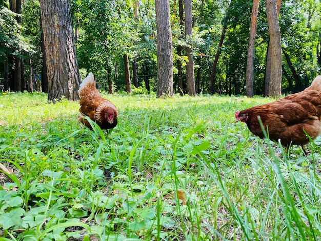 un gruppo di simpatici animali polli