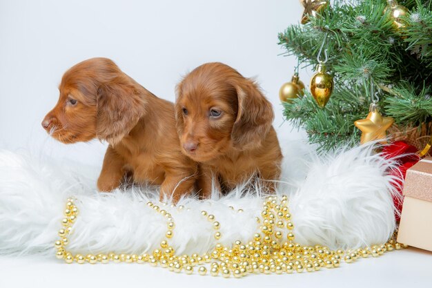 Un gruppo di simpatici cuccioli di bassotto tedesco su uno sfondo di Capodanno vicino all'albero di Natale