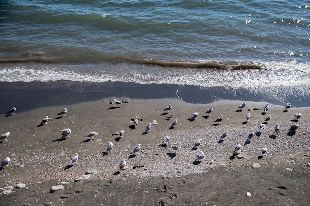 Un gruppo di stormo di gabbiani riposa in riva al mare Il calmo e accogliente mare estivo