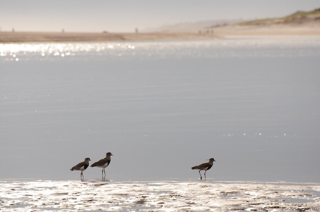 Un gruppo di teros anellus chilensis in piedi vicino all'acqua sulla spiaggia di Maldonado Uruguay