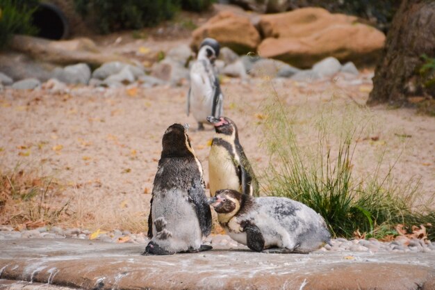 Un gruppo di tre pinguini Humboldt in via di estinzione su una roccia sul bordo vicino all'acqua. Regno Unito.