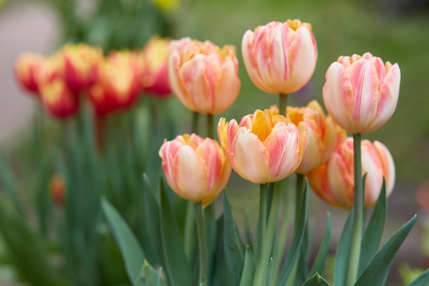 Un gruppo di tulipani varietali a strisce nel giardino Foxy Foxtrot