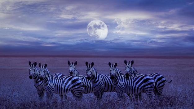 Un gruppo di zebre nella savana africana Paesaggio lunare notturno