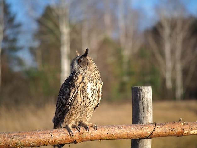 Un gufo si siede su una staccionata di legno in un campo