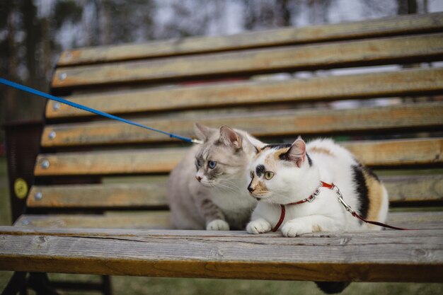 Un guinzaglio blu su un gatto