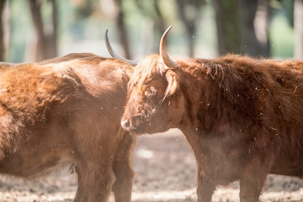 Un highlander scozzese