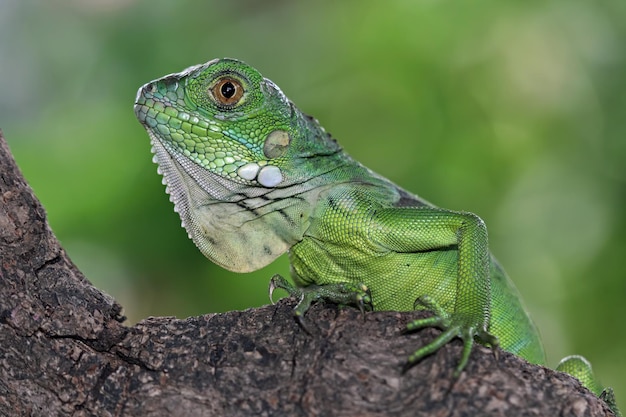 Un'iguana verde è appollaiata su un ramo.