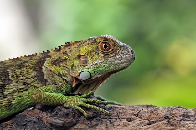 Un'iguana verde si siede su un ramo di un albero.