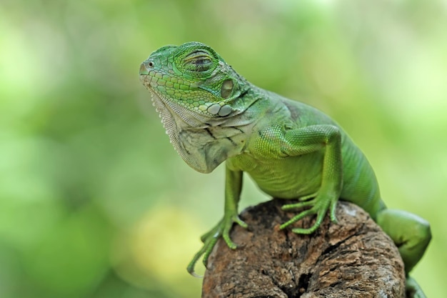 Un'iguana verde siede su un tronco