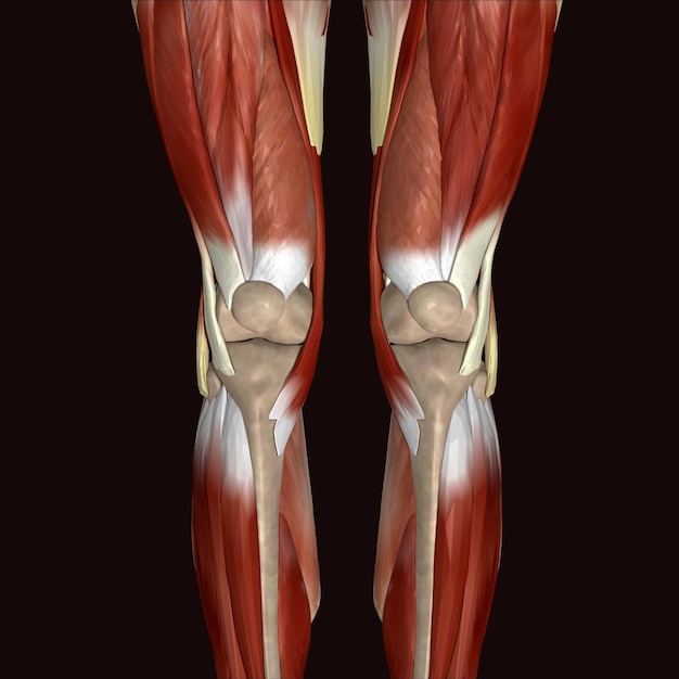 un'illustrazione 3D dei muscoli della gamba