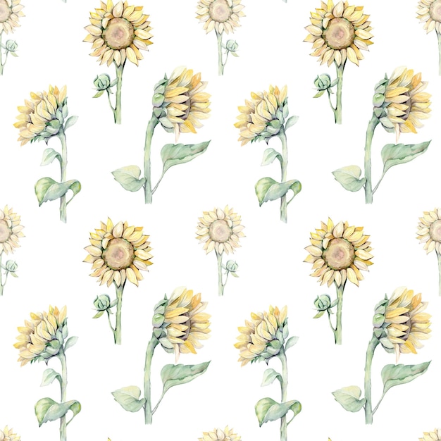 Un'illustrazione dell'acquerello di girasoli su sfondo bianco.