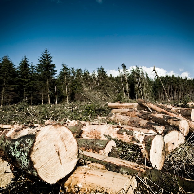 Un'immagine concettuale della deforestazione