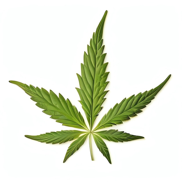 Un'immagine della cannabis per i dispensari di cannabis
