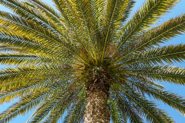 Un&#39;immagine della palma verde e del sole brillante sopra il cielo luminoso.