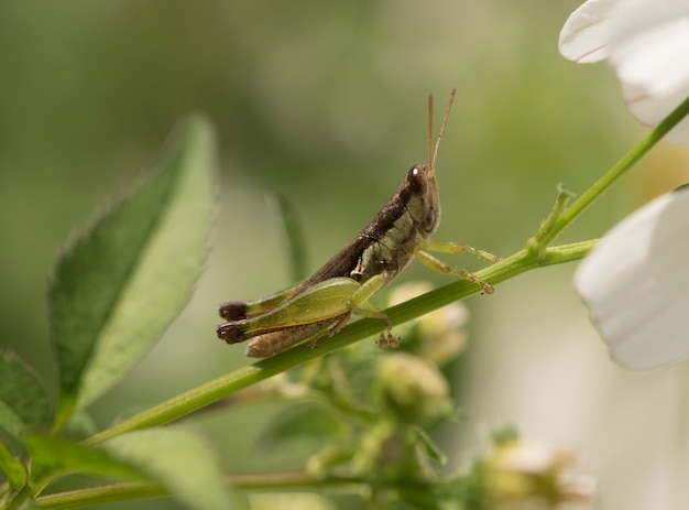 Un&#39;immagine di cavallette. macro Cavalletta