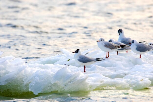 un'immagine di gabbiani piumati che galleggiano su un lastrone di ghiaccio lungo il fiume