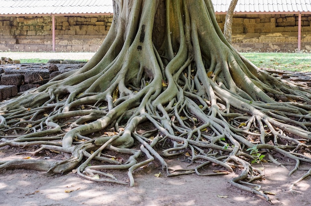 Un&#39;immagine di grande albero con belle radici sul terreno.