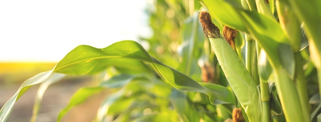 Un'immagine di messa a fuoco selettiva della pannocchia di mais nel campo di mais biologico