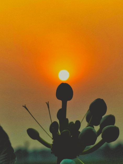 Un'immagine di un cactus con il sole che tramonta dietro di esso