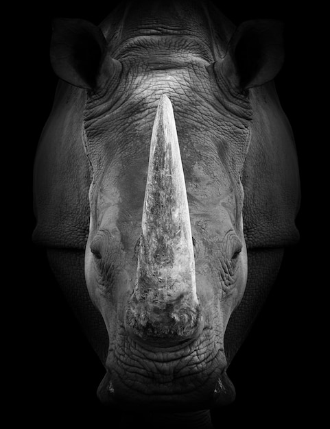 Un'immagine in bianco e nero della testa di un rinoceronte.
