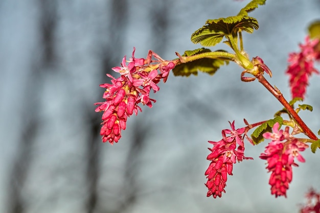 Un'immagine in primo piano di un ribes sanguineum con uno sfondo sfocato in giardino L'immagine di un fiore all'inizio della primavera prima della fioritura Una bella parte rossa e verde vibrante di una pianta